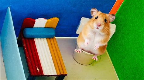 videos hamster|Hamster Escapes the Creative Maze for Pets in real life.